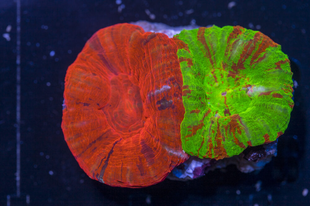 Scolymia