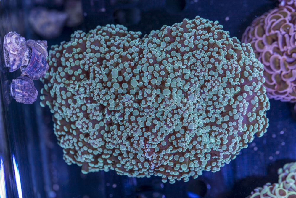 Frogspawn