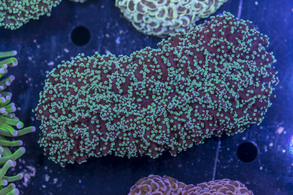 Frogspawn