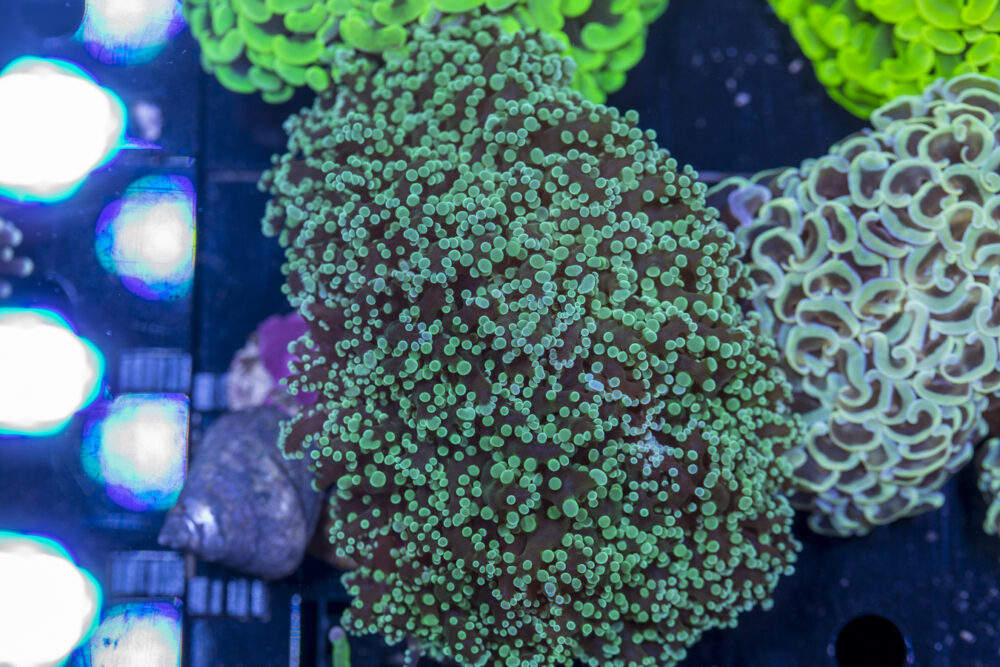 Frogspawn