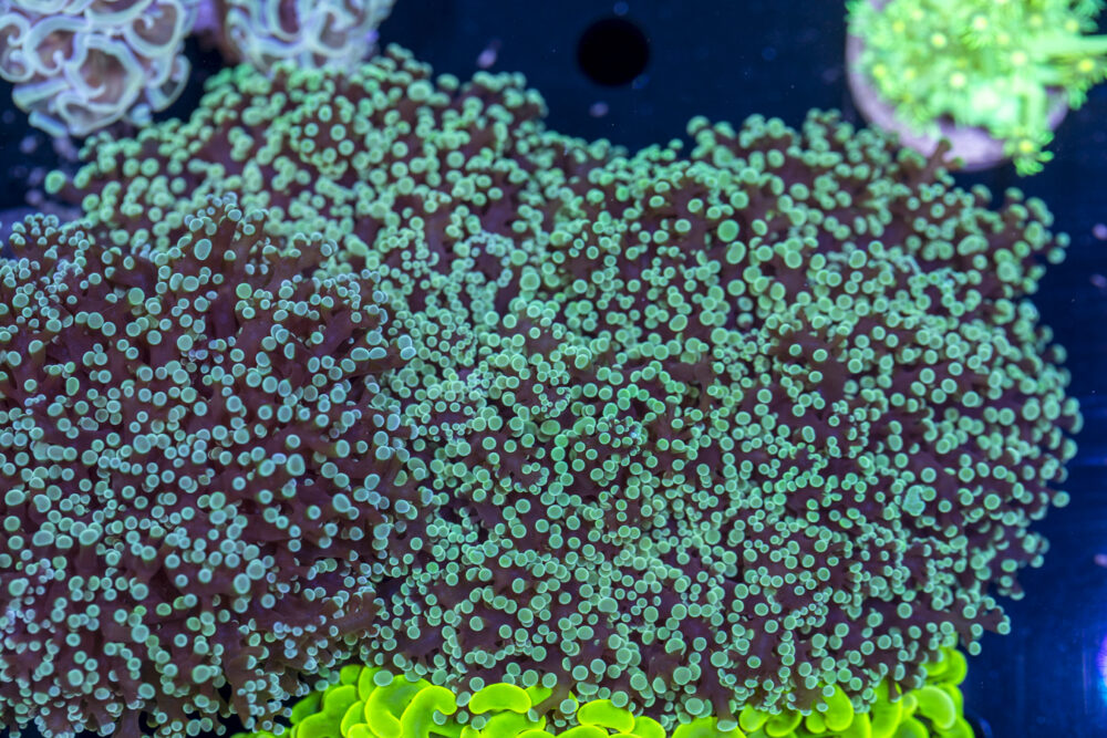 Frogspawn