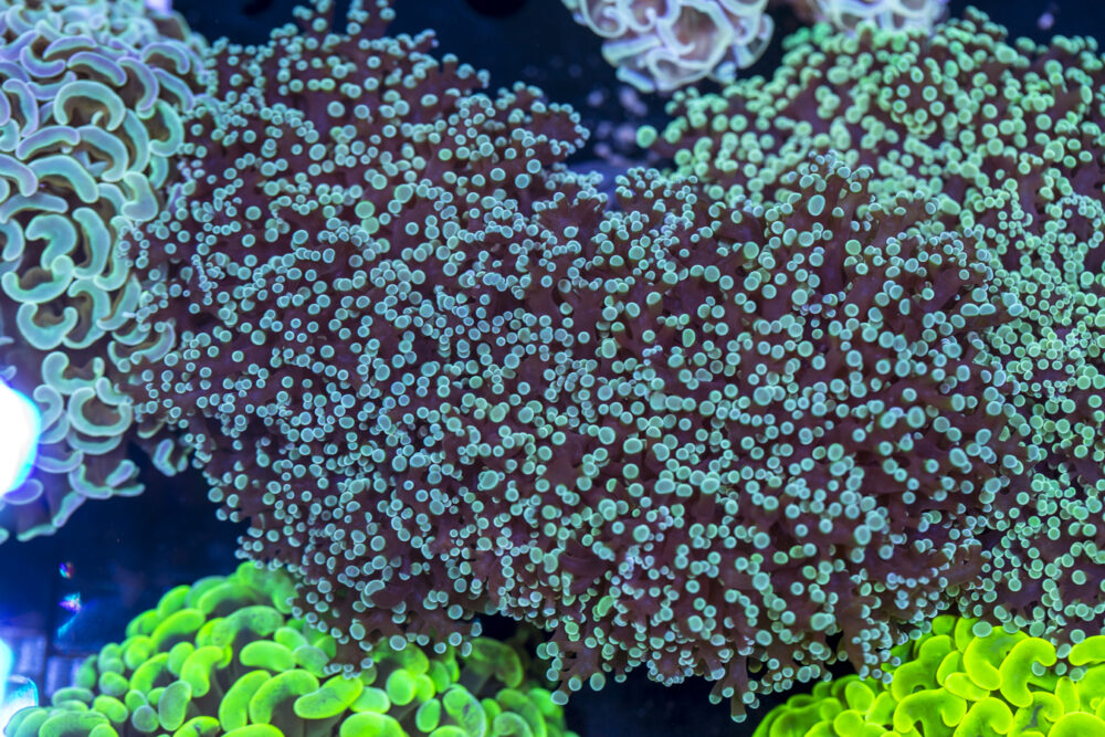 Frogspawn