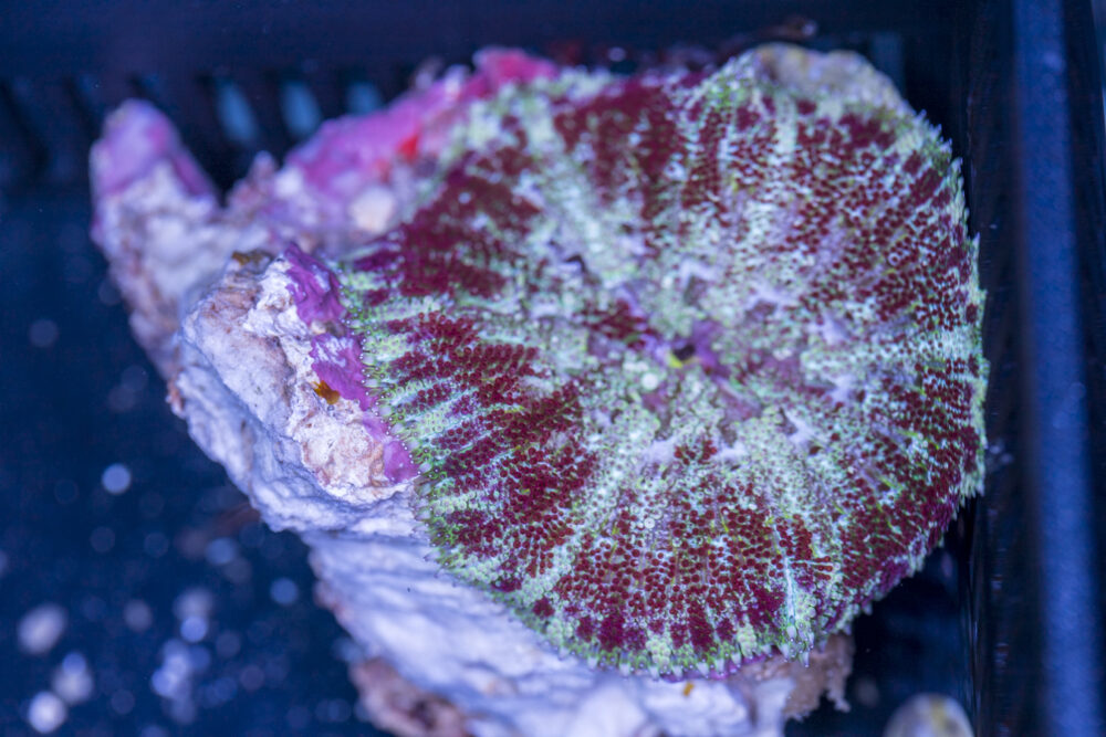 Mini Maxi Anemone