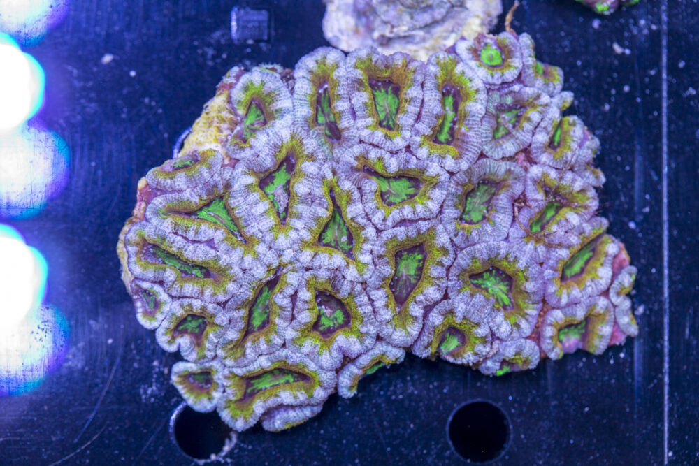 Acan - Lord Howe