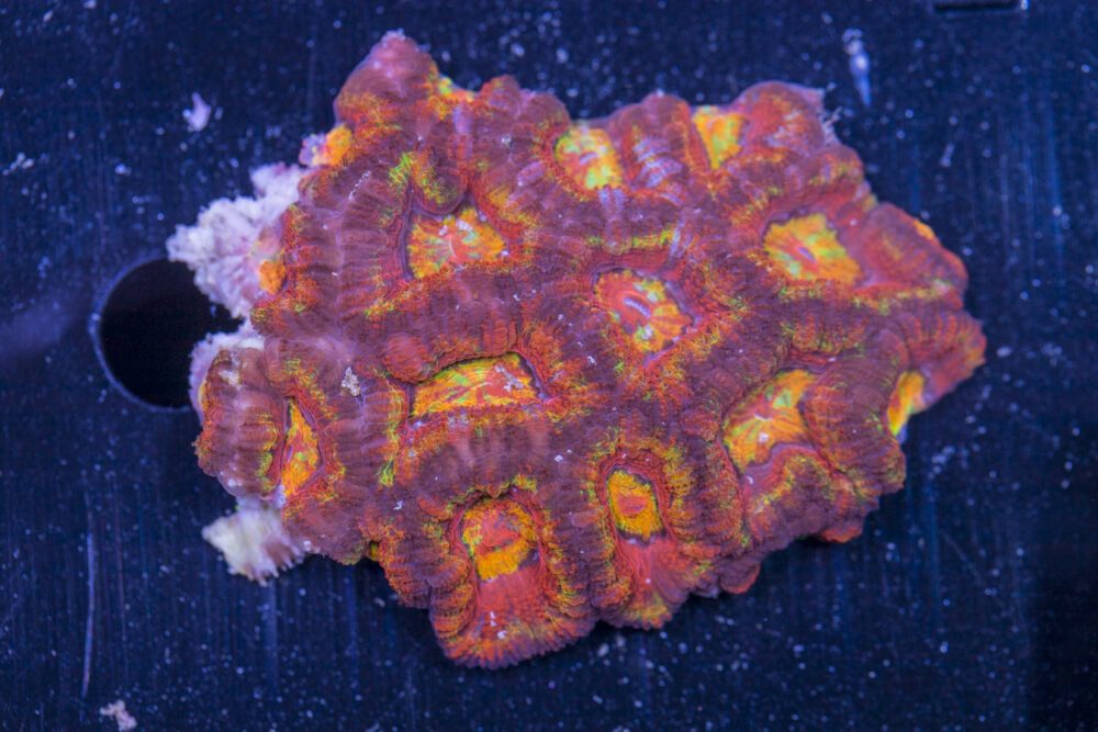 Acan - Lord Howe