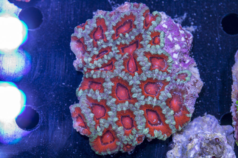 Acan - Lord Howe