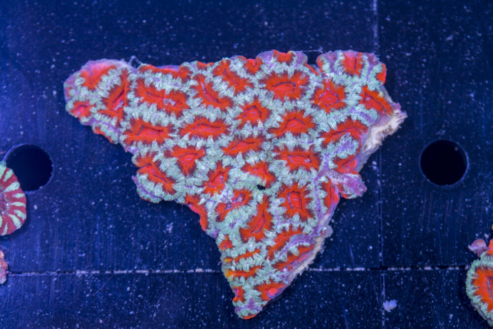 Acan - Lord Howe