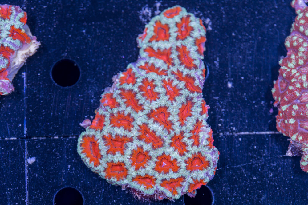 Acan - Lord Howe