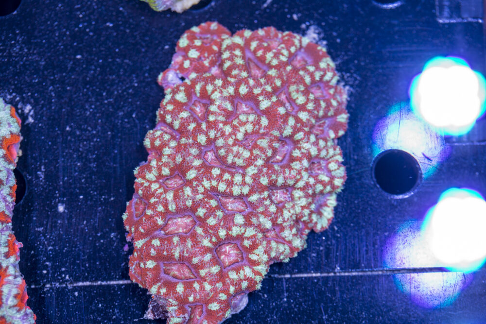 Acan - Lord Howe