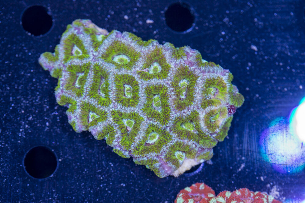 Acan - Lord Howe