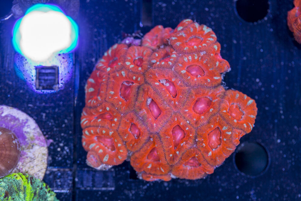 Acan - Lord Howe