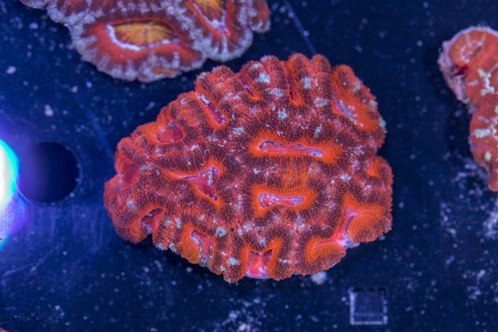 Acan - Lord Howe