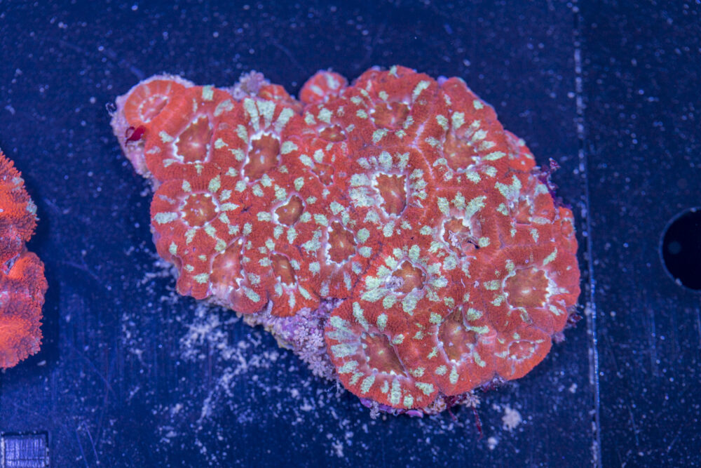 Acan - Lord Howe