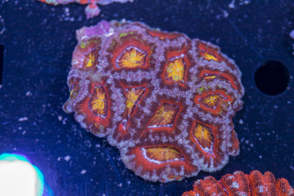 Acan - Lord Howe