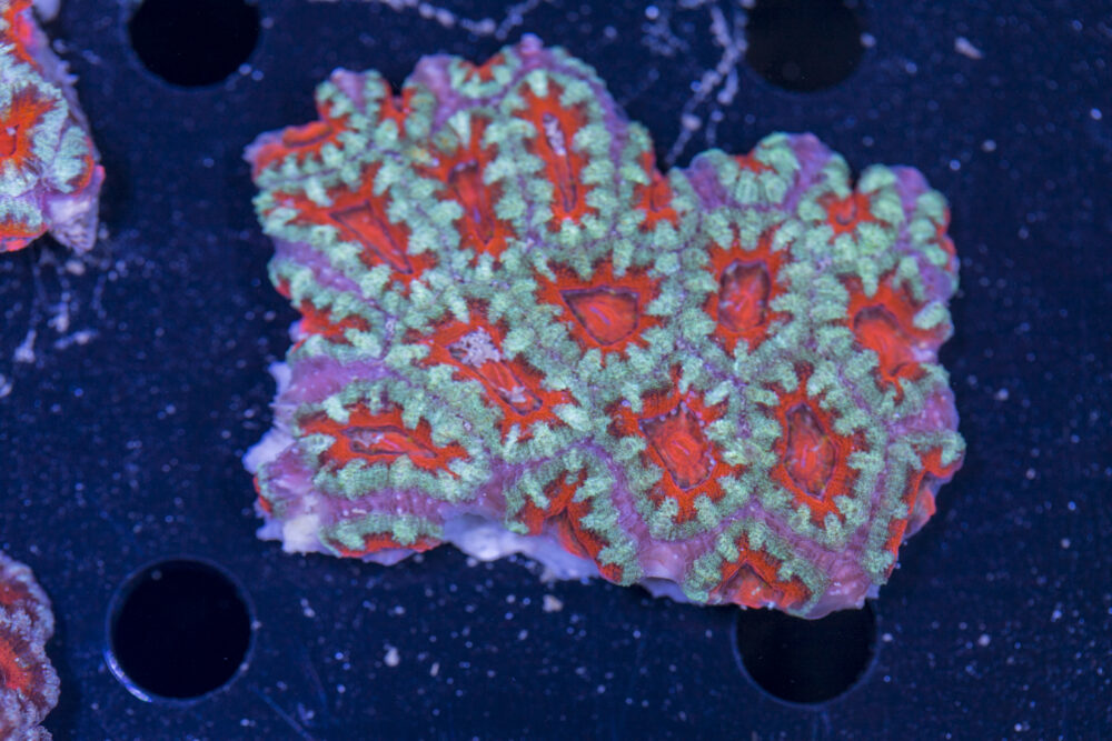 Acan - Lord Howe