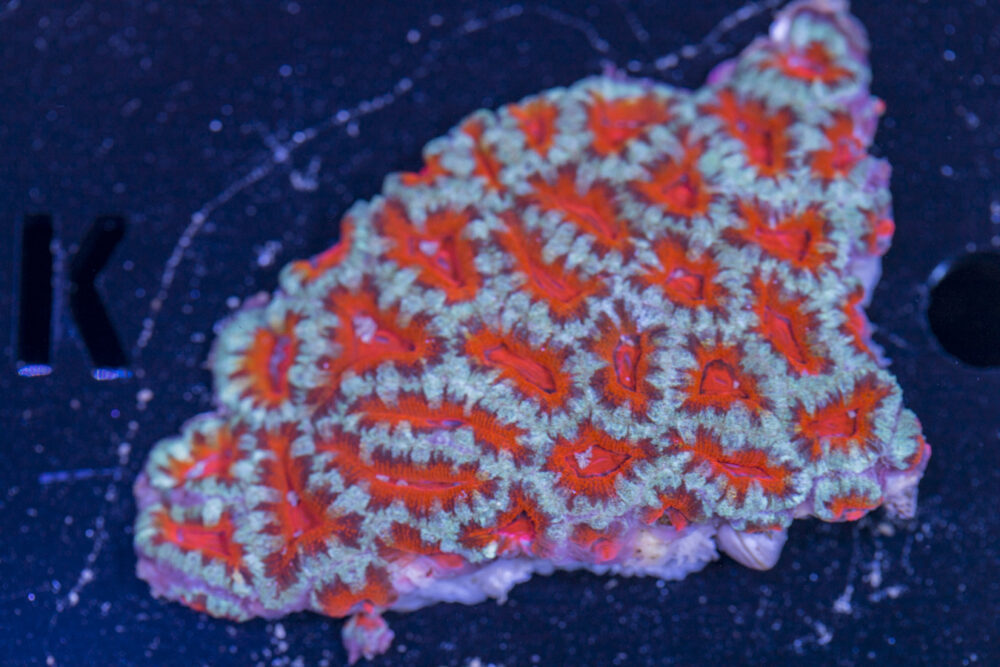 Acan - Lord Howe