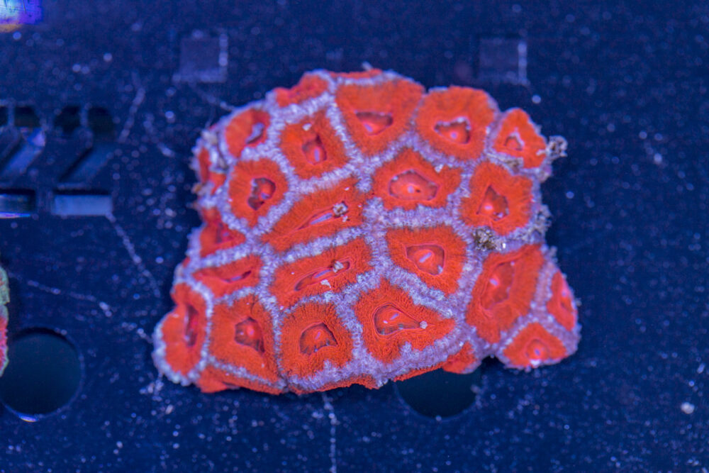 Acan - Lord Howe
