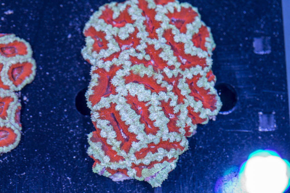 Acan - Lord Howe