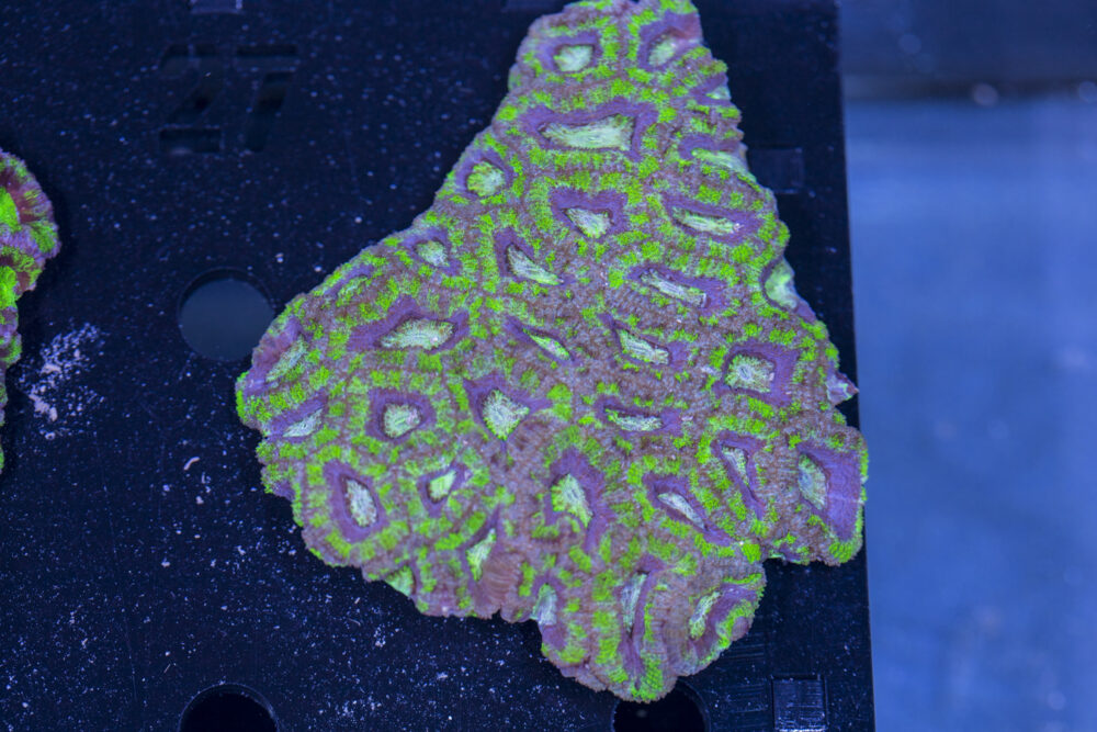 Acan - Lord Howe