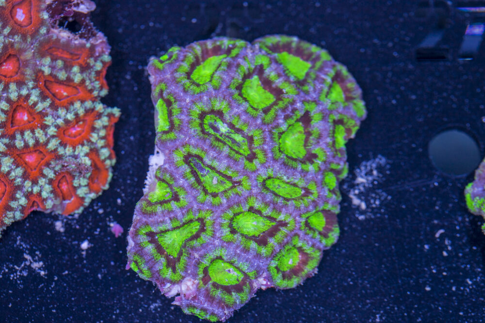 Acan - Lord Howe
