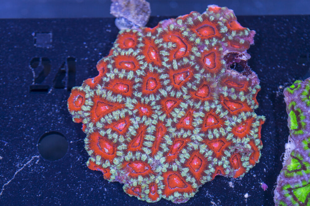 Acan - Lord Howe