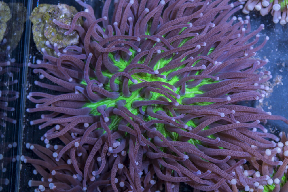 Heliofungia