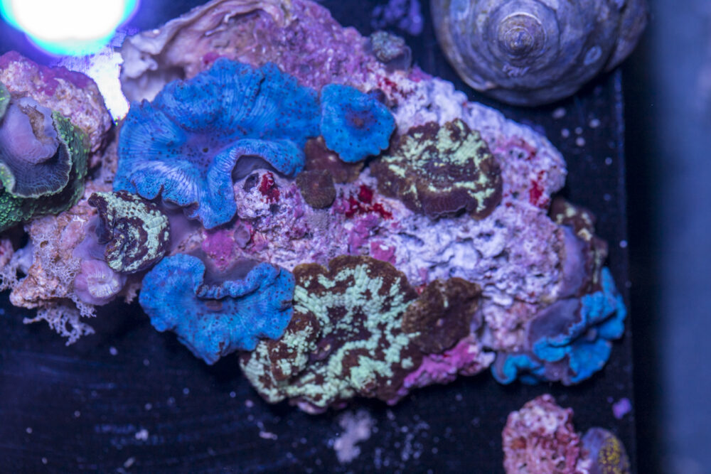Corallimorph - Mixed Rock
