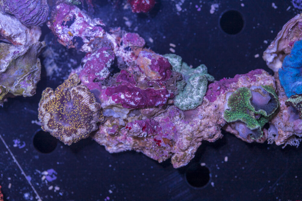 Corallimorph - Mixed Rock