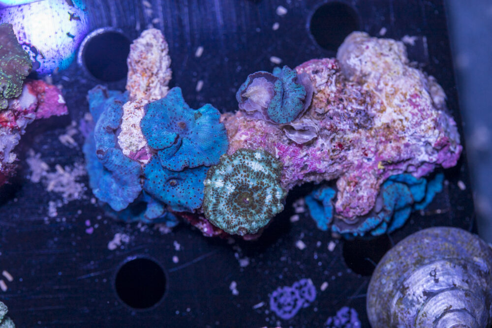 Corallimorph - Mixed Rock