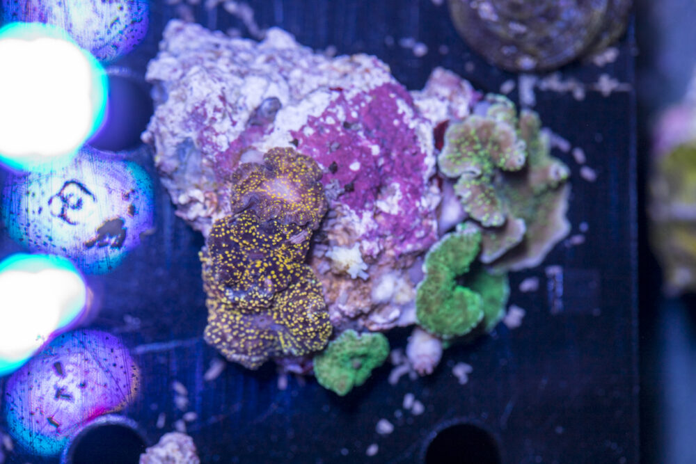 Corallimorph - Mixed Rock