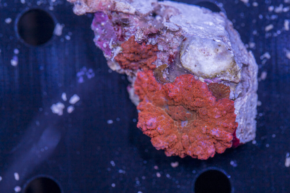 Corallimorph - Mixed Rock
