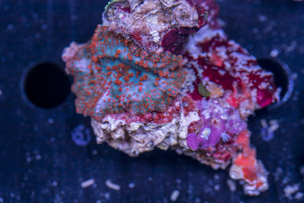 Corallimorph - Mixed Rock