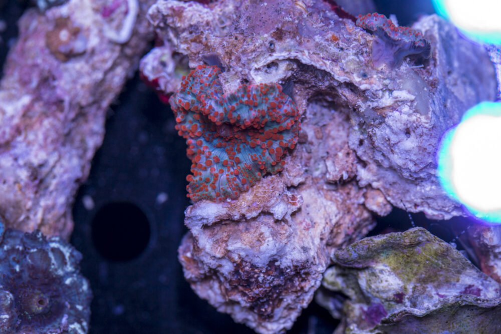 Corallimorph - Mixed Rock