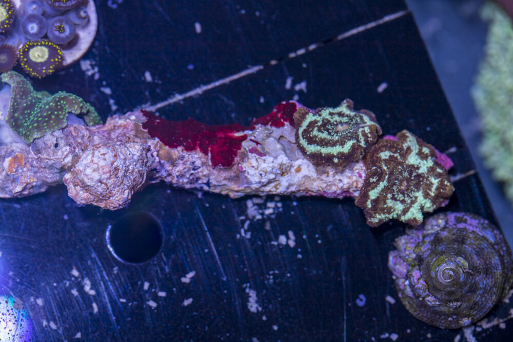 Corallimorph - Mixed Rock