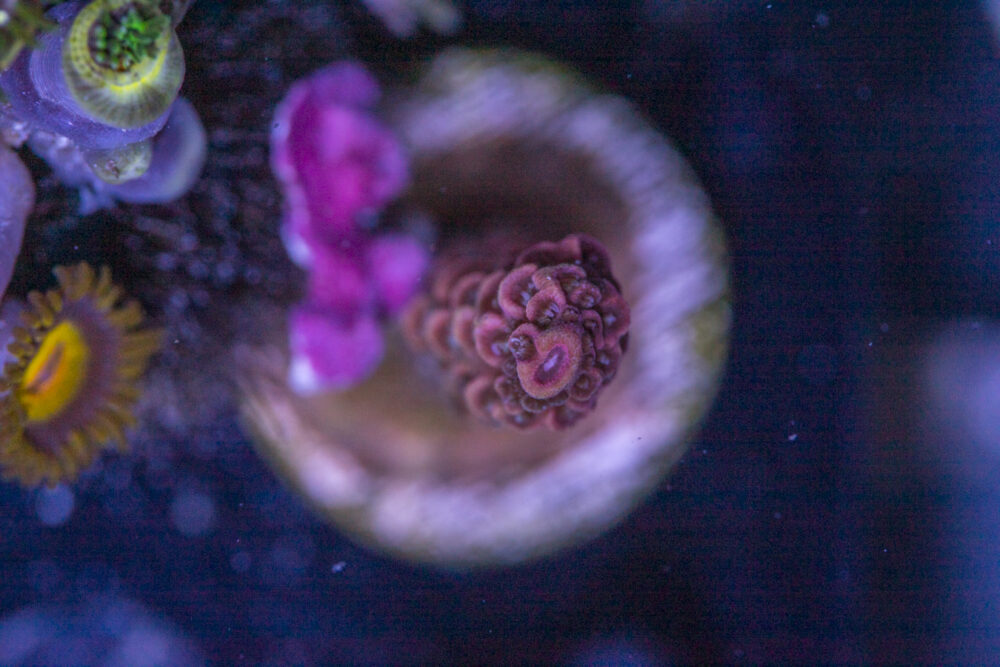 Millepora