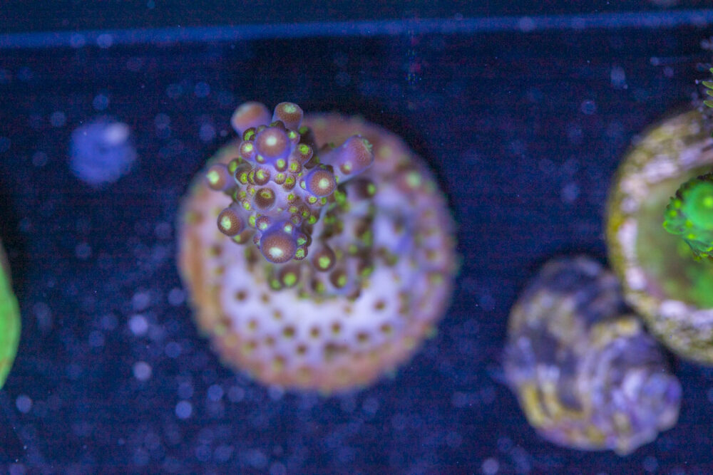 Acropora - Goosebumps