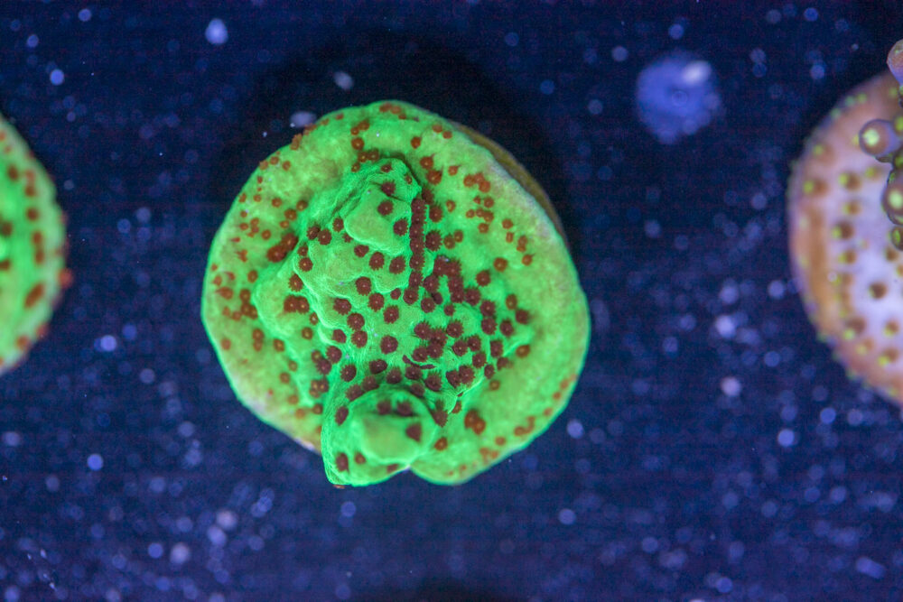 Montipora - Chilli Pepper
