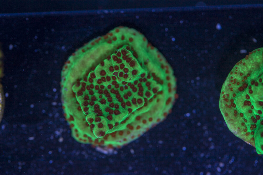 Montipora - Chilli Pepper