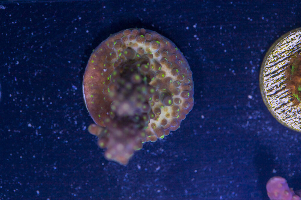 Acropora - Goosebumps
