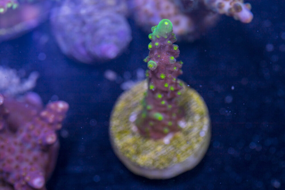 Acropora - Dallas