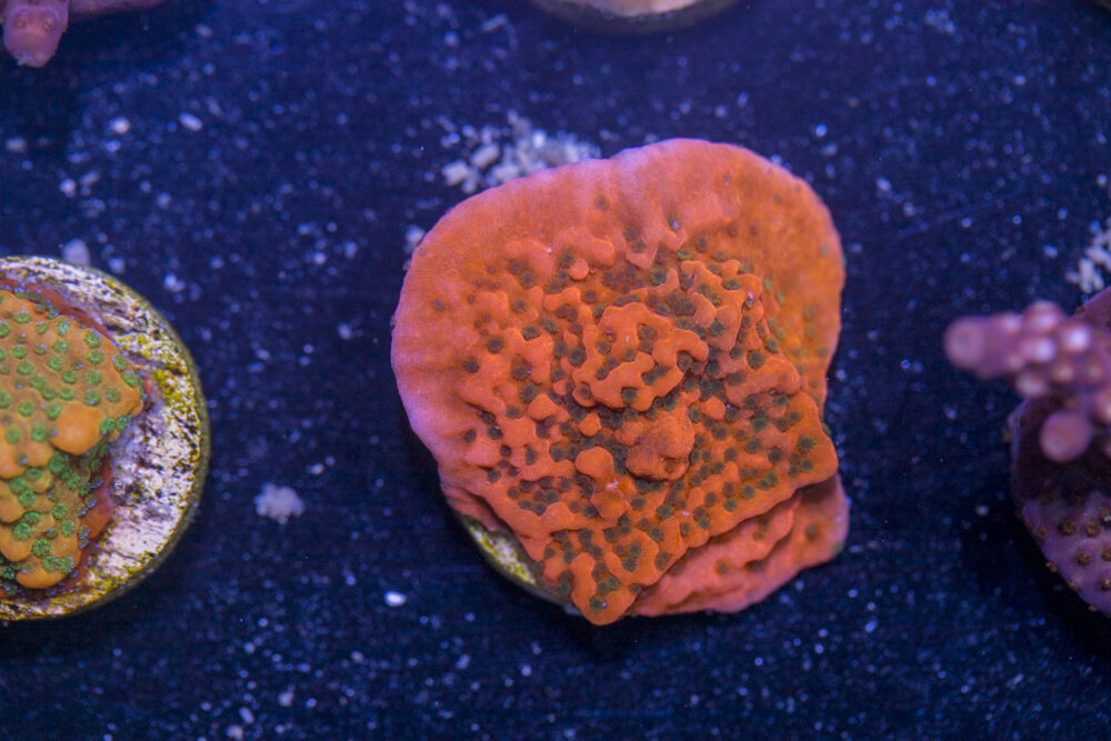 Montipora - Cherry Tree