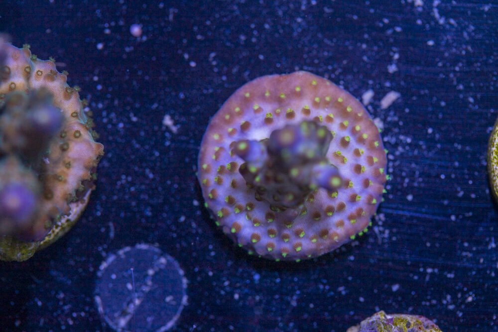 Acropora - Goosebumps