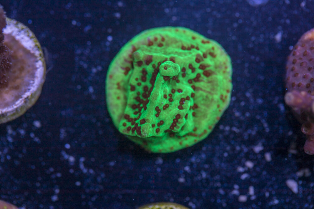 Montipora - Chilli Pepper