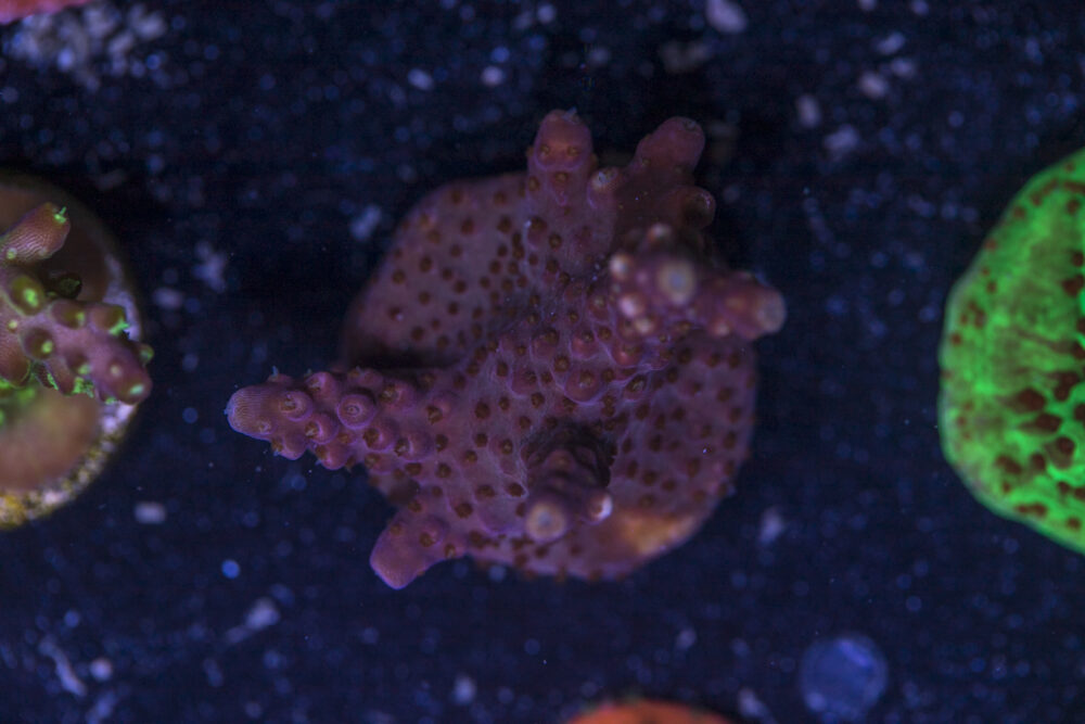 Acropora - Fireworks