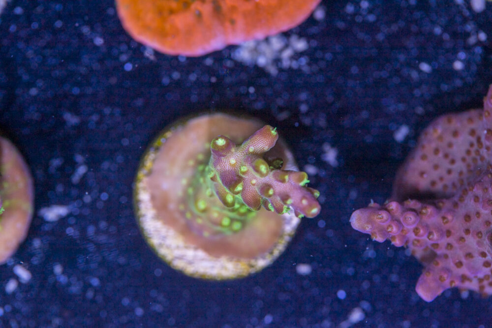 Acropora - Rainbow Loom
