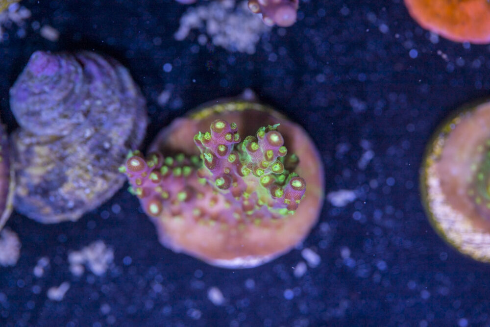 Acropora - Rainbow Loom