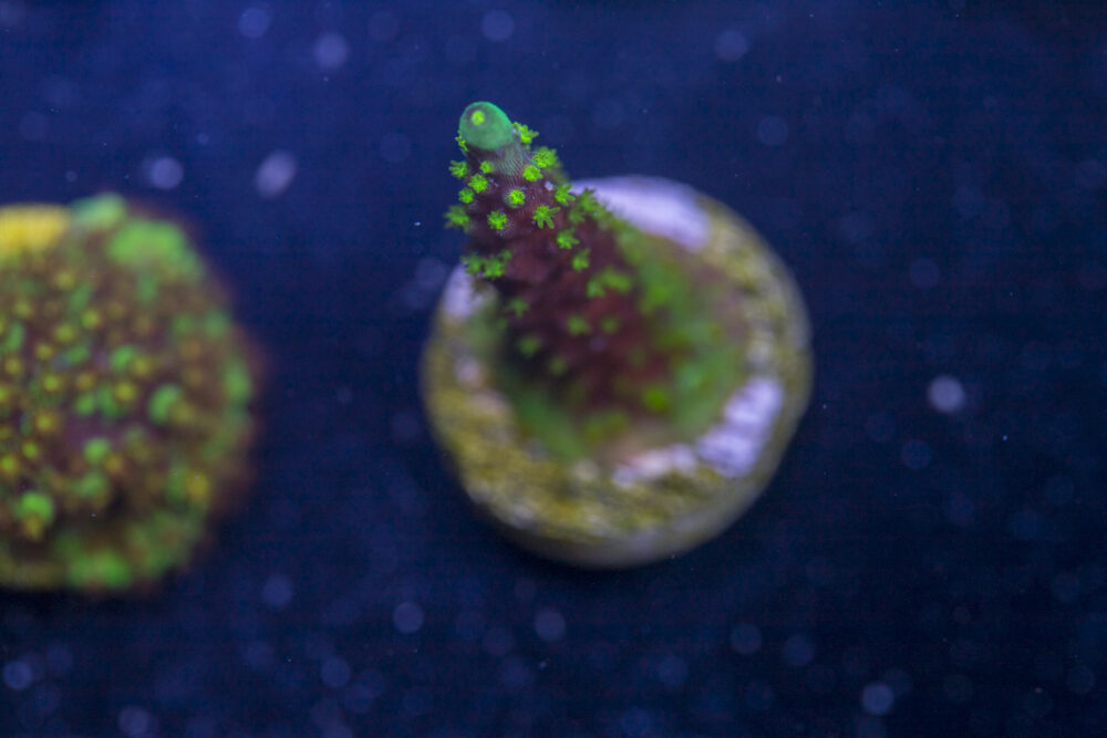 Acropora - Dallas