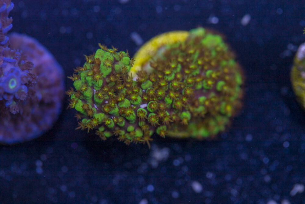 Acropora - Red Polyp Dallas