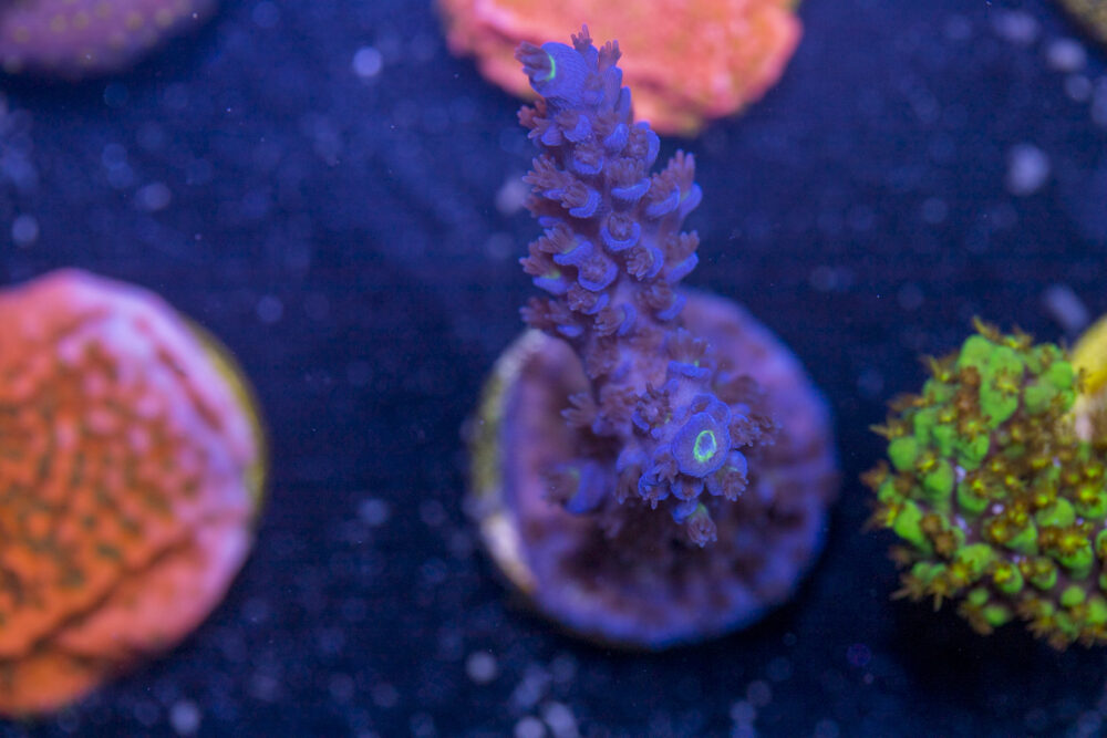 Acropora - Shaggy Blue