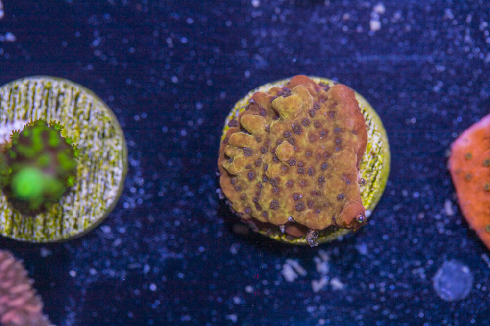 Montipora - Phoenix Danae